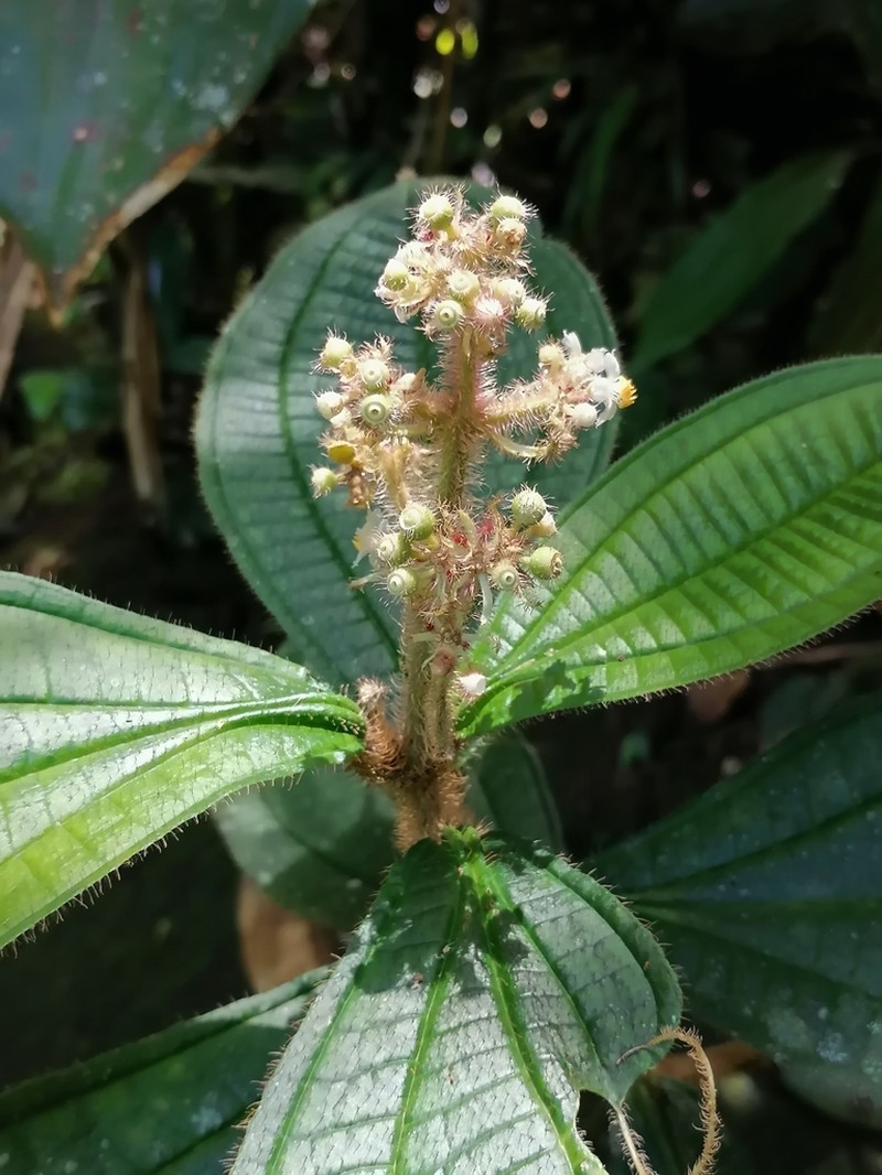 Miconia conosetosa photo 5