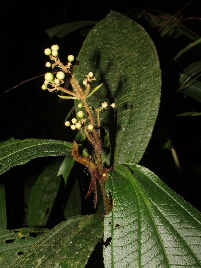 Miconia conosetosa photo 6