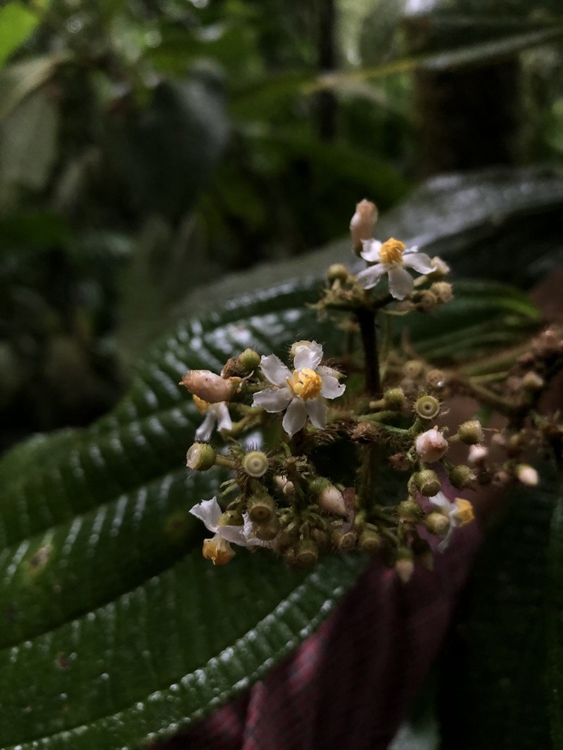 Miconia conosetosa photo 7