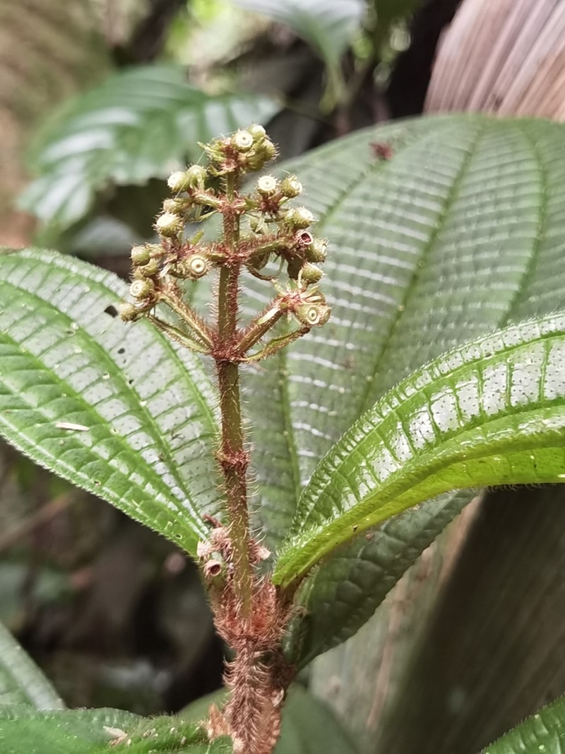 Miconia conosetosa photo 8