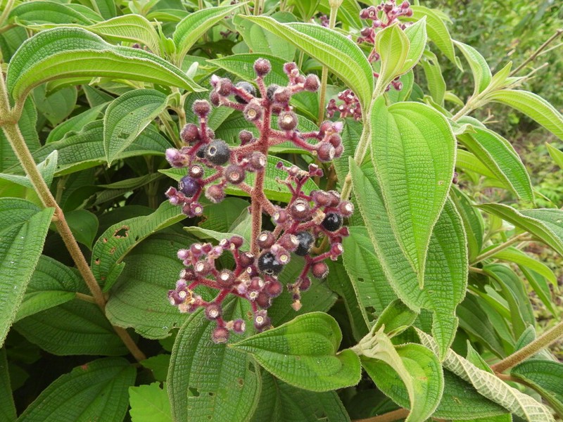 Miconia conospeciosa