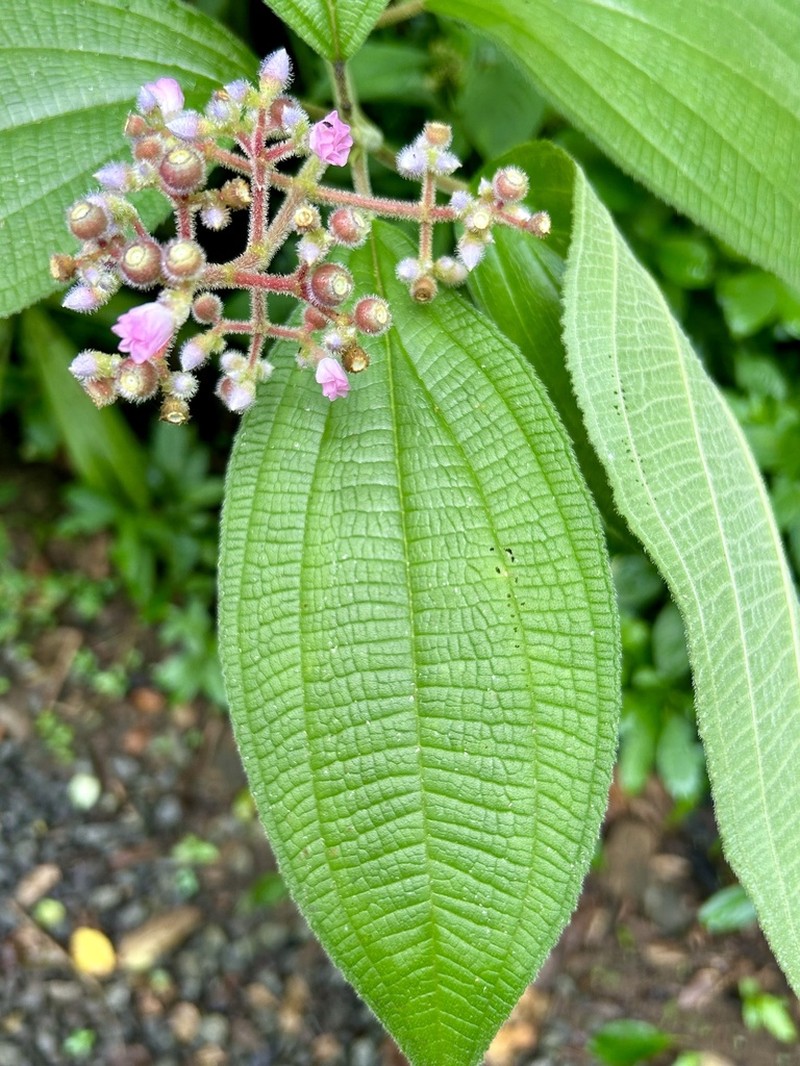 Miconia conospeciosa photo 2