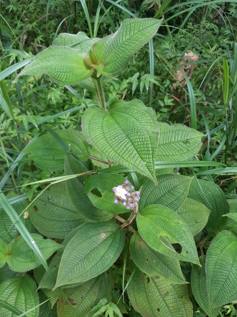 Miconia conospeciosa photo 3