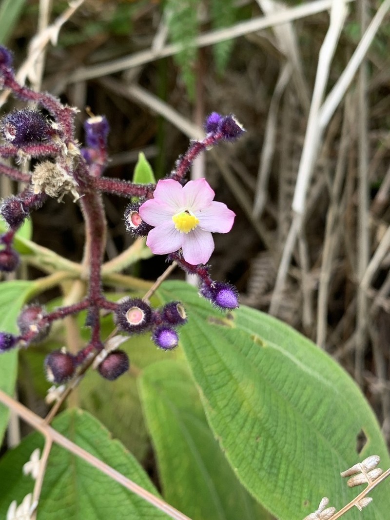 Miconia conospeciosa photo 4