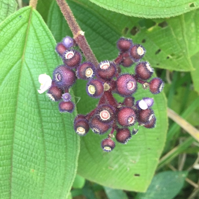 Miconia conospeciosa photo 5