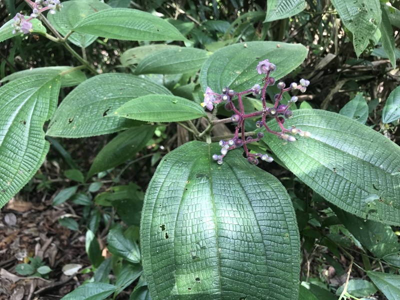 Miconia conospeciosa photo 6