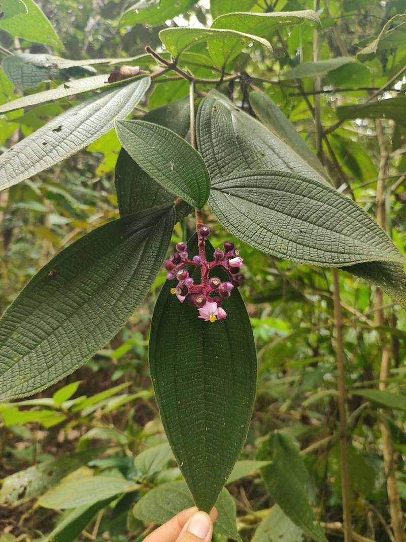Miconia conospeciosa photo 7