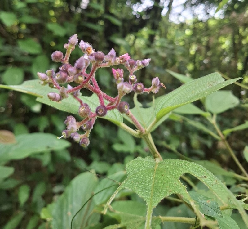 Miconia conospeciosa photo 8