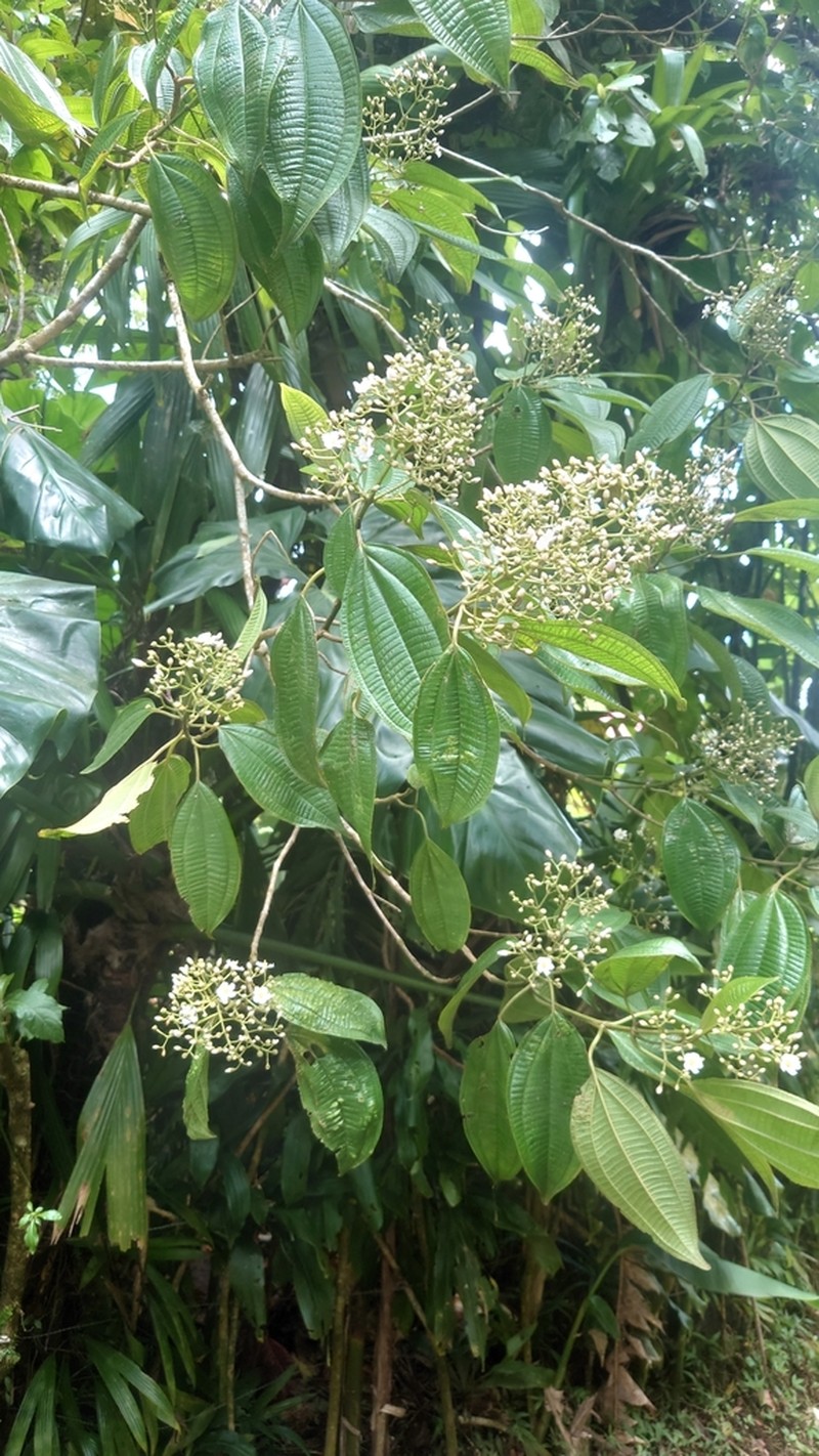 Miconia cooperi