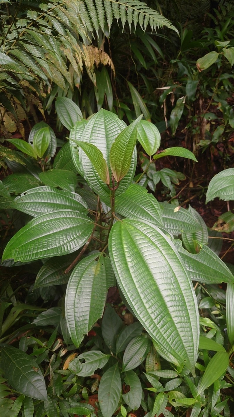 Miconia cooperi photo 3