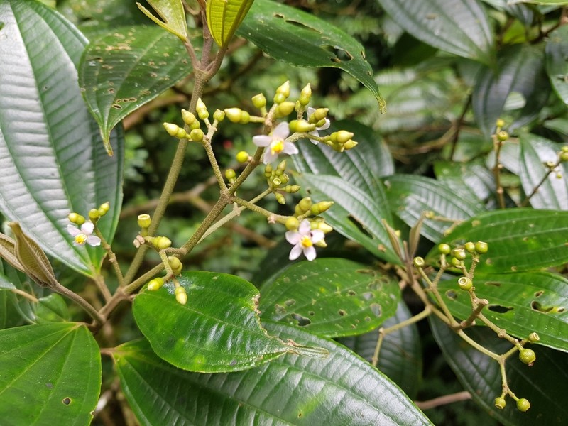 Miconia cooperi photo 4