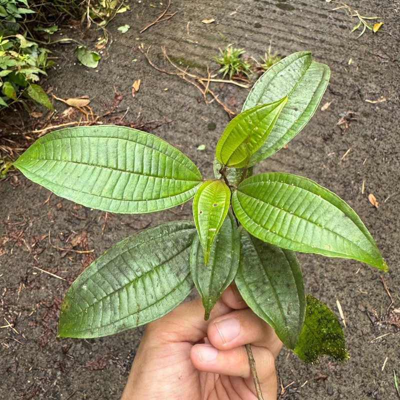 Miconia cooperi photo 5