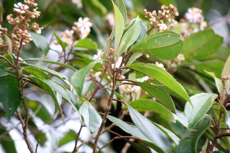 Miconia cooperi photo 6