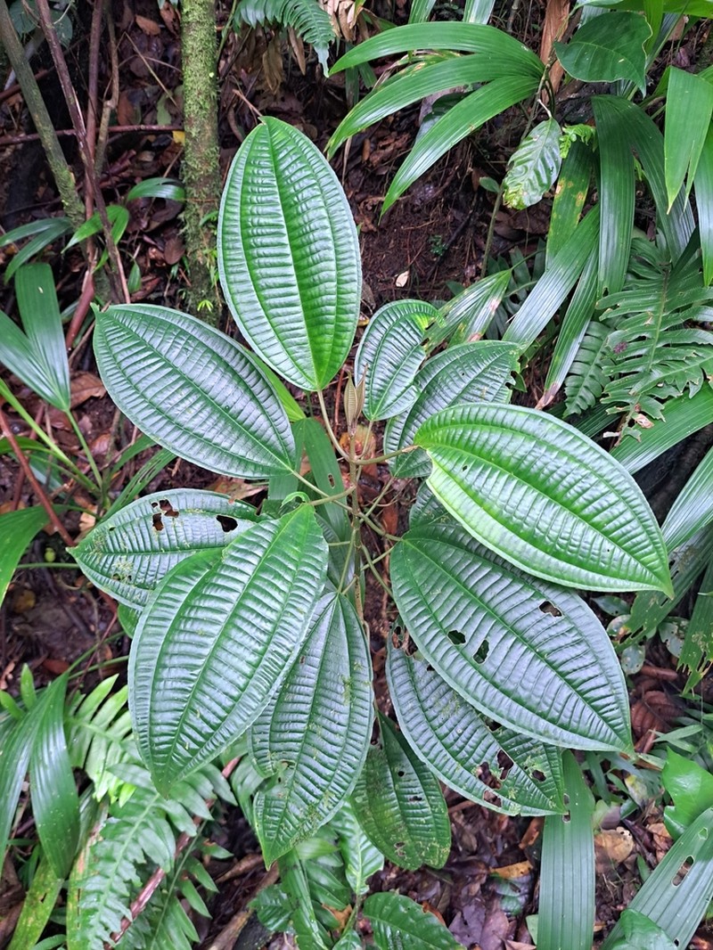 Miconia cooperi photo 7