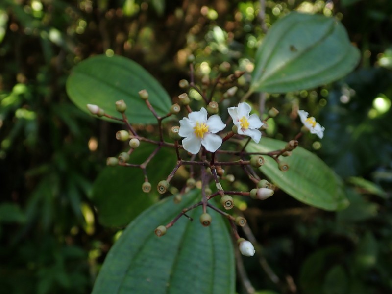 Miconia cooperi photo 8