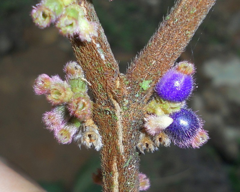 Miconia corcovadensis