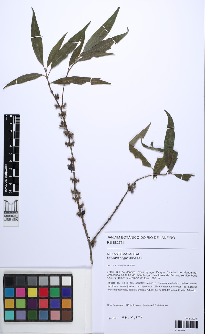 Miconia corcovadensis photo 2