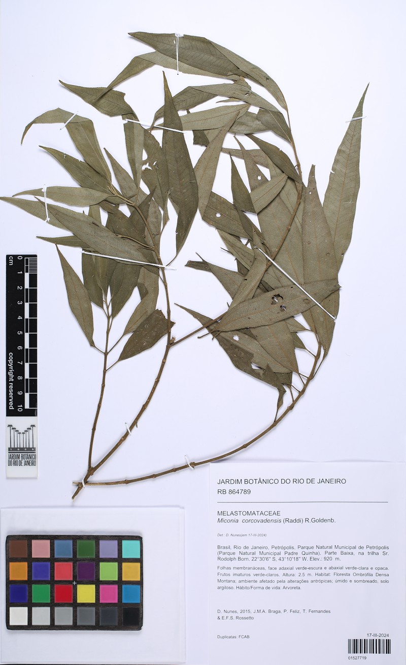 Miconia corcovadensis photo 3