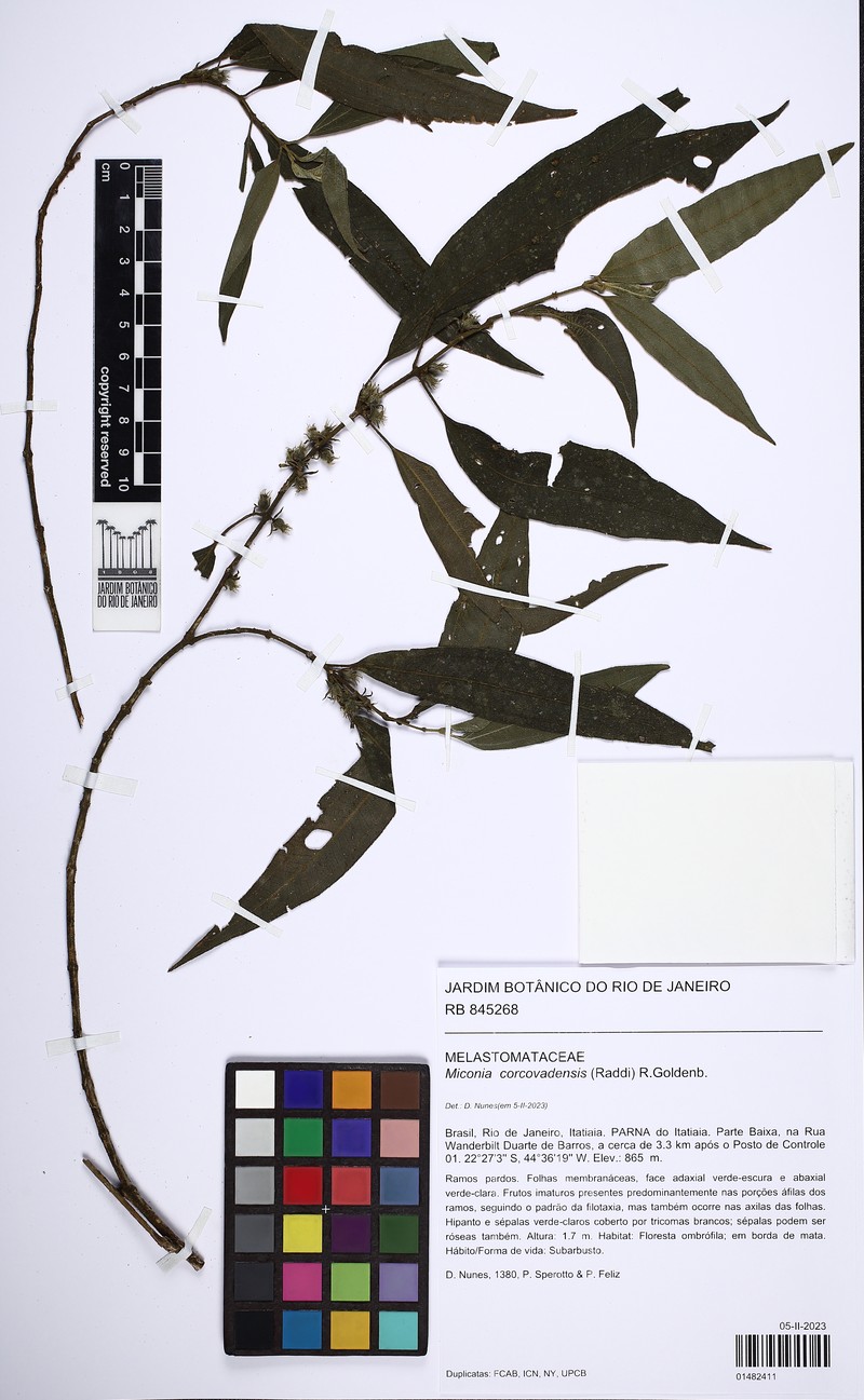Miconia corcovadensis photo 4
