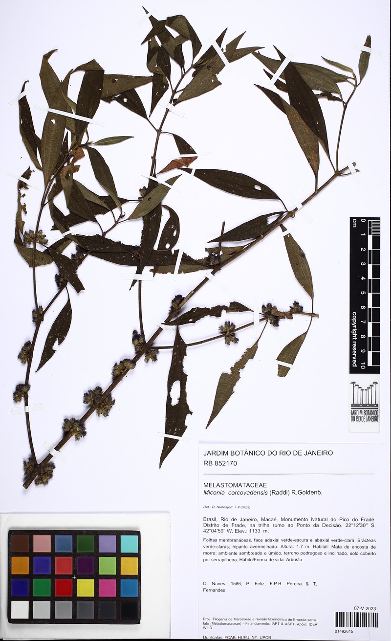 Miconia corcovadensis photo 5