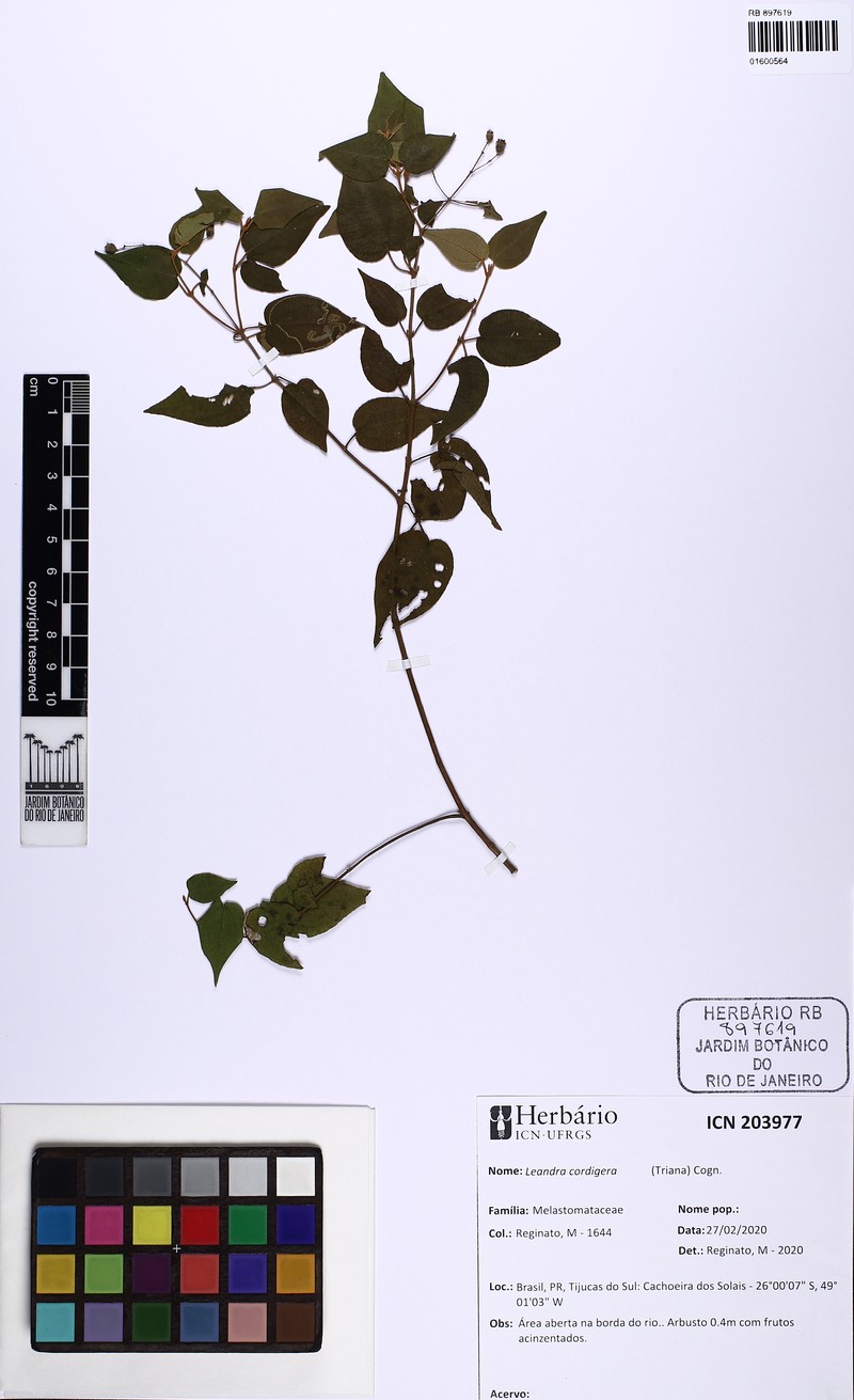 Miconia cordigera
