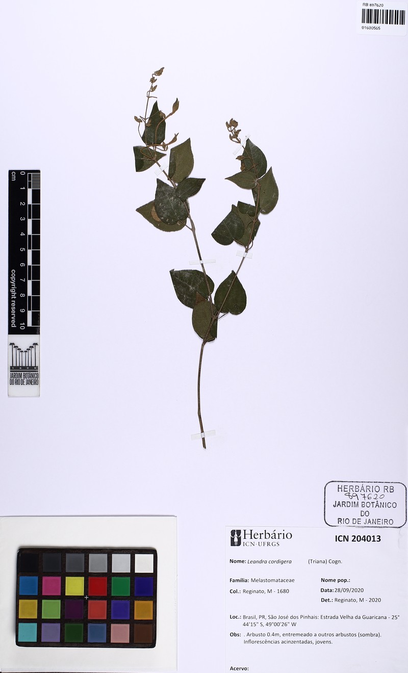 Miconia cordigera photo 2
