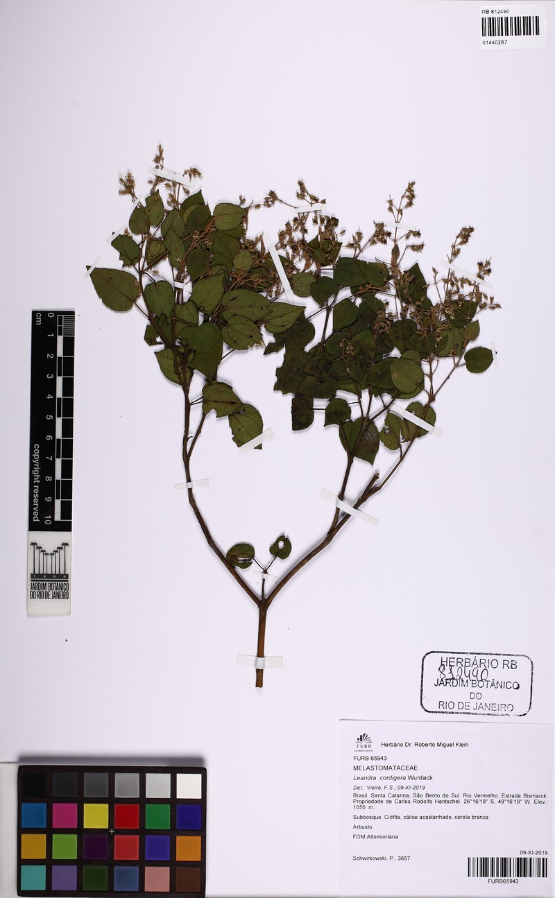 Miconia cordigera photo 3