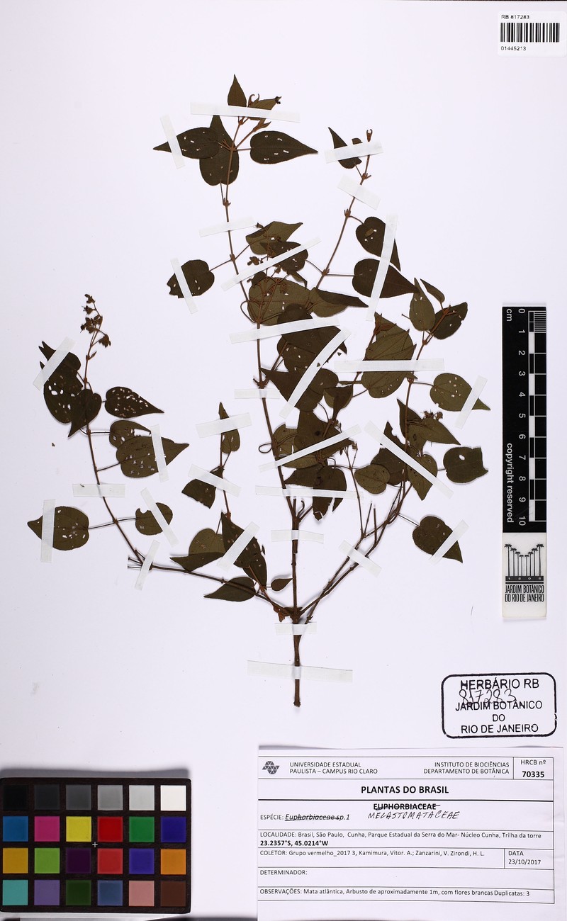 Miconia cordigera photo 4