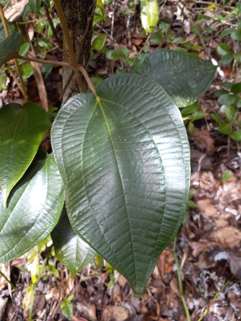 Miconia cordilamina photo 2