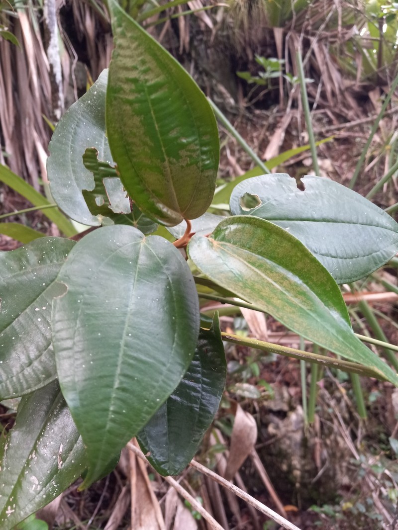 Miconia cordilamina photo 3