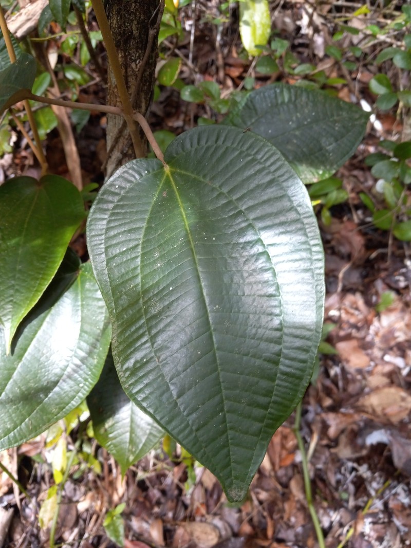 Miconia cordilamina photo 4