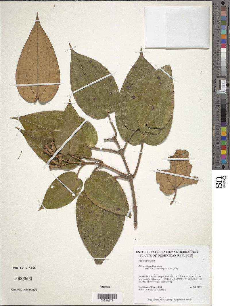 Miconia cordilamina photo 6