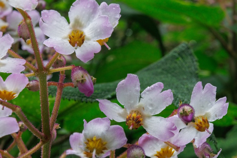 Miconia cornifera photo 2