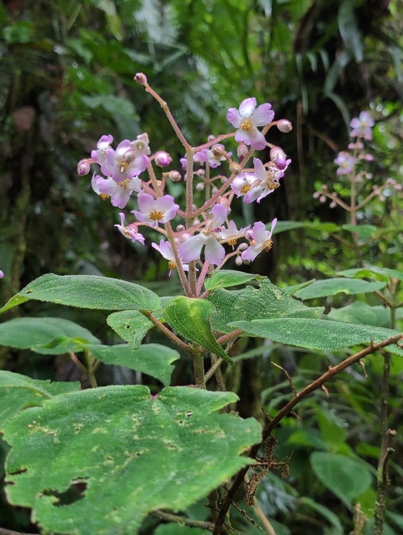 Miconia cornifera photo 3