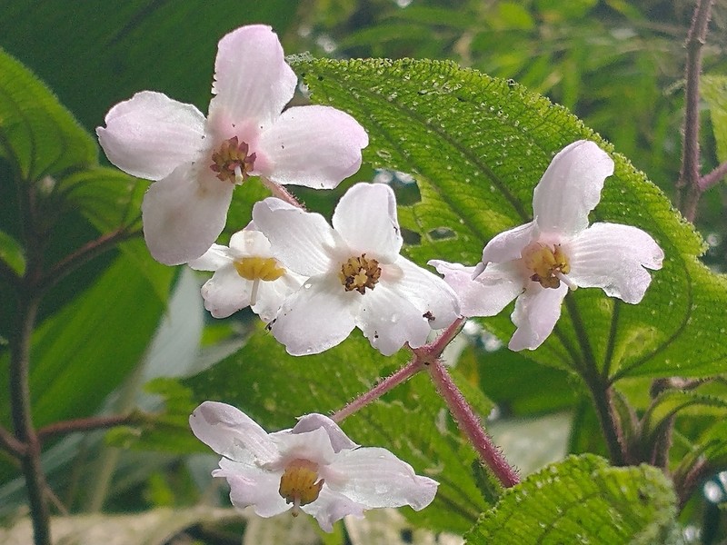 Miconia cornifera photo 4