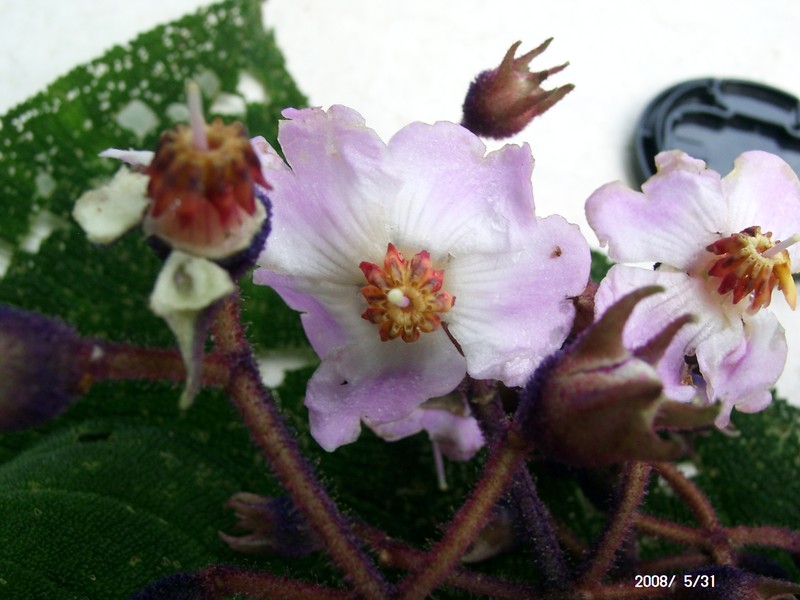 Miconia cornifera photo 6
