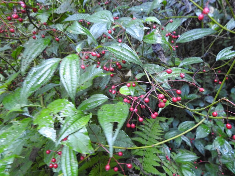 Miconia cornoides photo 2