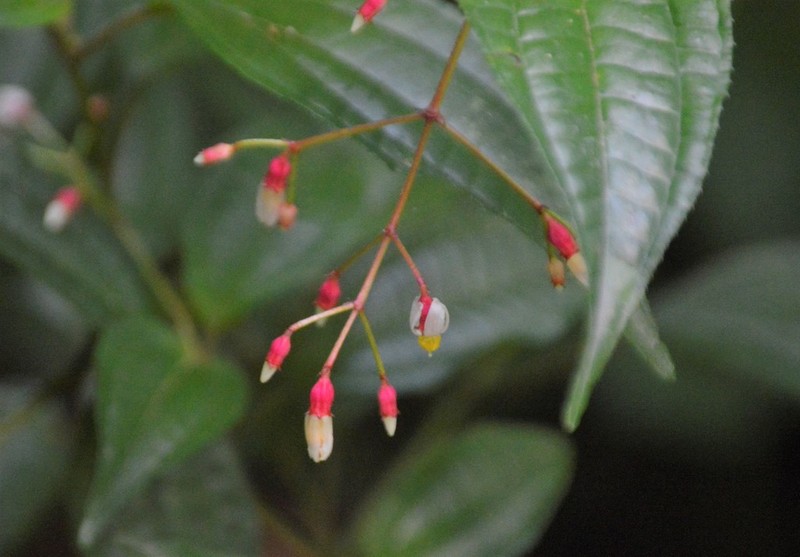 Miconia cornoides photo 3