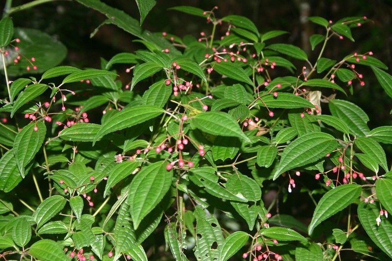 Miconia cornoides photo 4