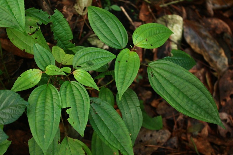 Miconia cornoides photo 5