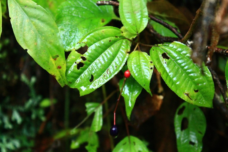 Miconia cornoides photo 6