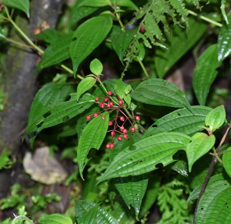 Miconia cornoides photo 7