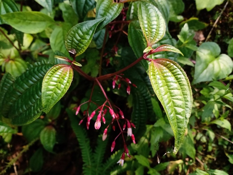 Miconia cornoides photo 8