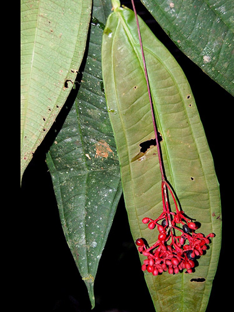 Miconia cottoniana