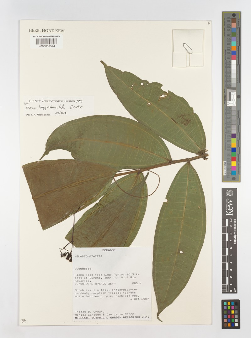 Miconia cottoniana photo 2