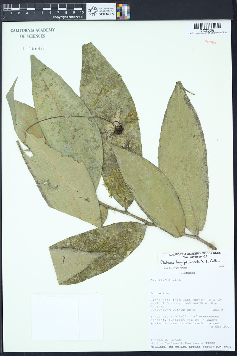 Miconia cottoniana photo 3