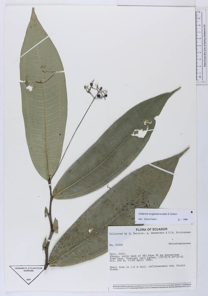 Miconia cottoniana photo 4