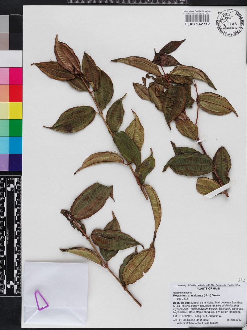 Miconia crassinervis