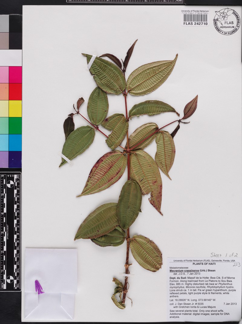 Miconia crassinervis photo 2