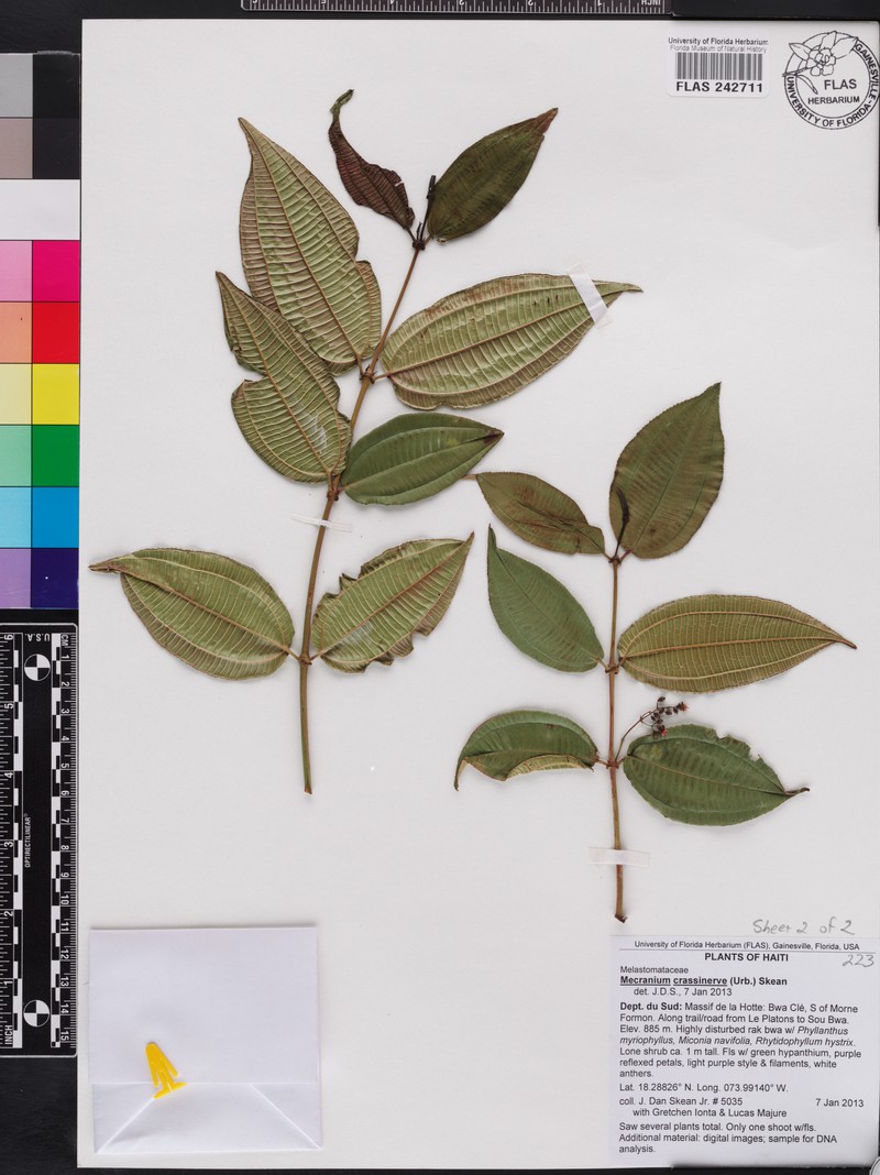 Miconia crassinervis photo 3